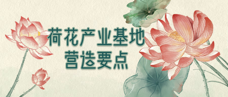 荷花产业基地营造要点